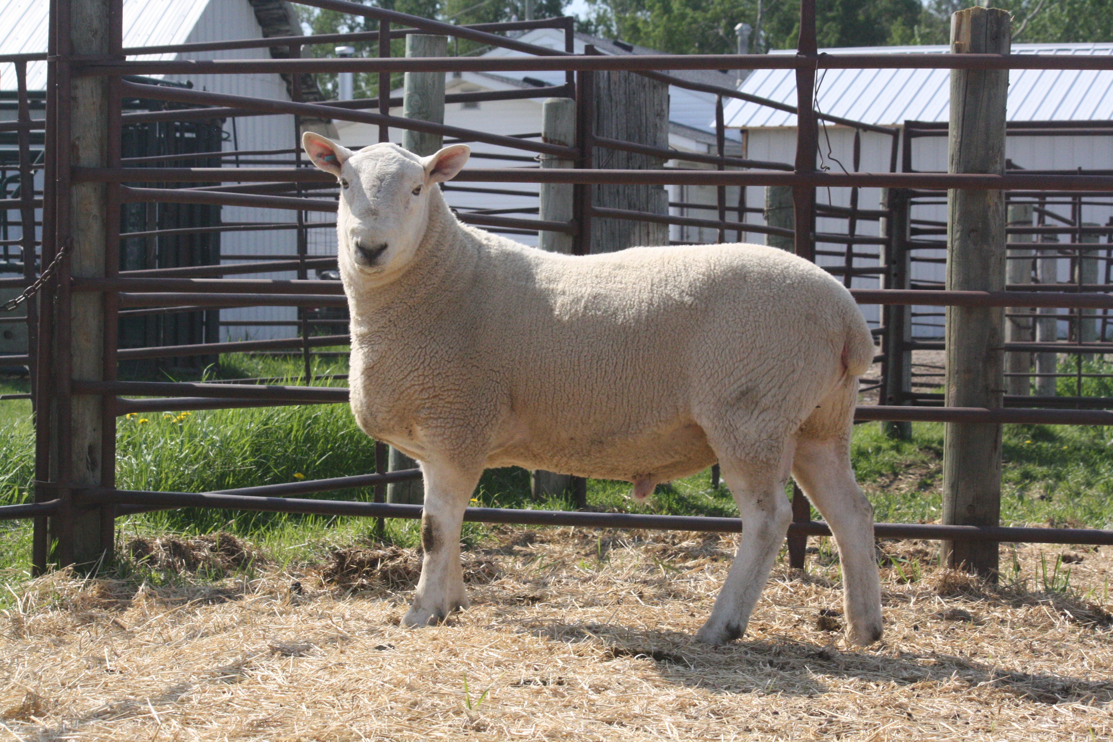 Yearling North Country Cheviot Ram