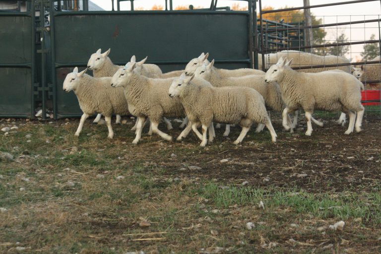 North Country Cheviot Ram Lambs