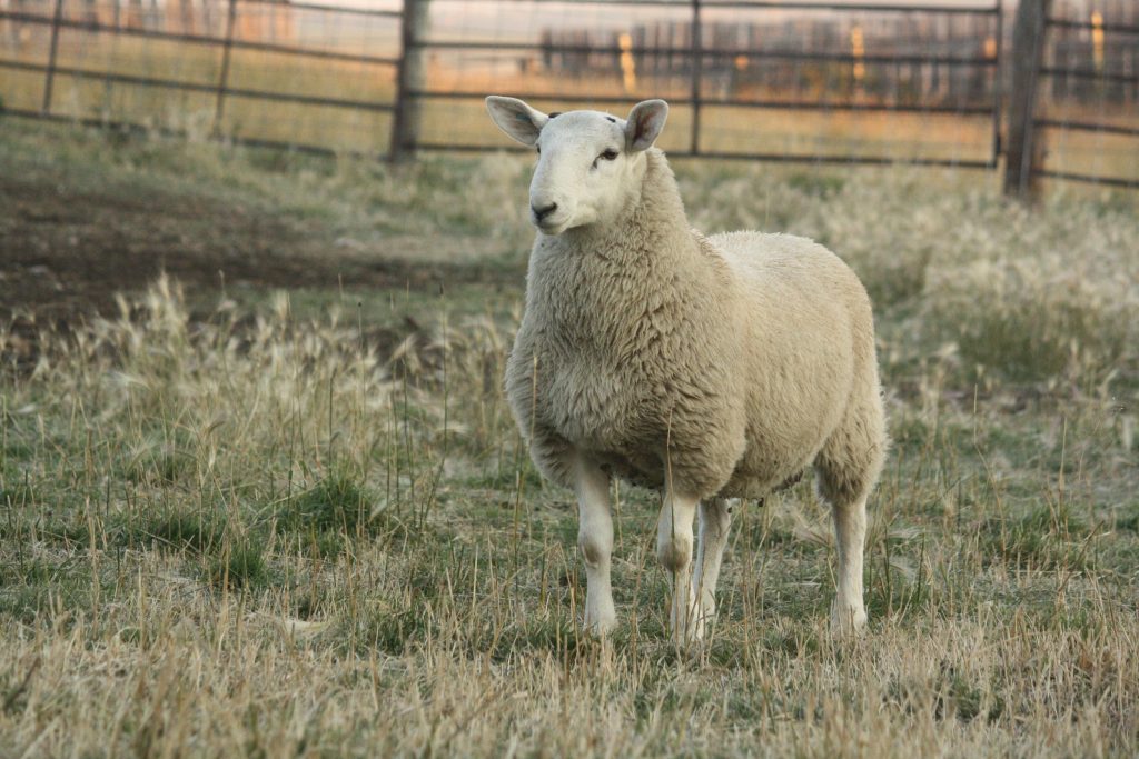 North Country Cheviot Ram Lamb
