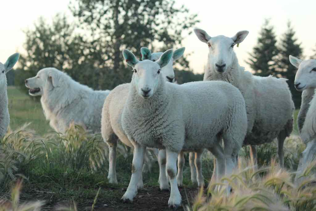 North Country Cheviot Lamb